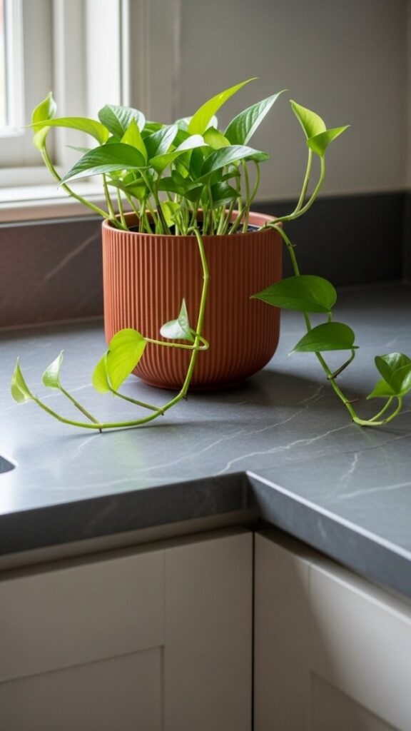 A Single Statement Plant in a Textured Pot